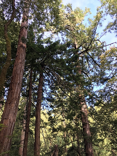 Muir Woods NM